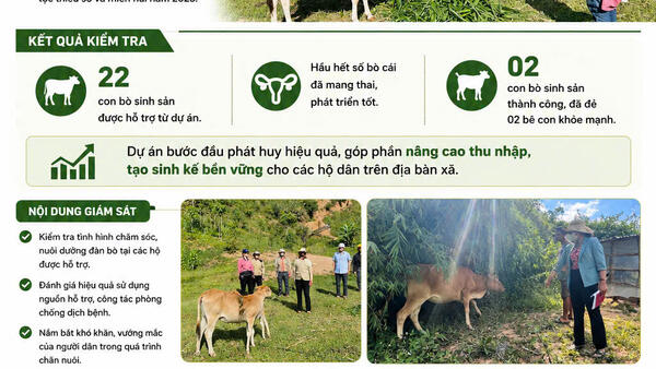 Đoàn giám sát HĐND xã Đăk Plô kiểm tra hiệu quả dự án hỗ trợ bò sinh sản từ Chương trình mục tiêu quốc gia